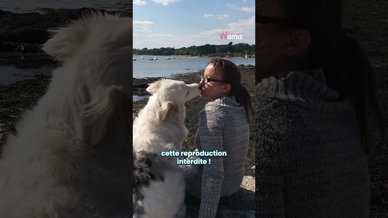 🐾 Un destin bouleversant transform&eacute; par l&rsquo;amour 🐾  #chien