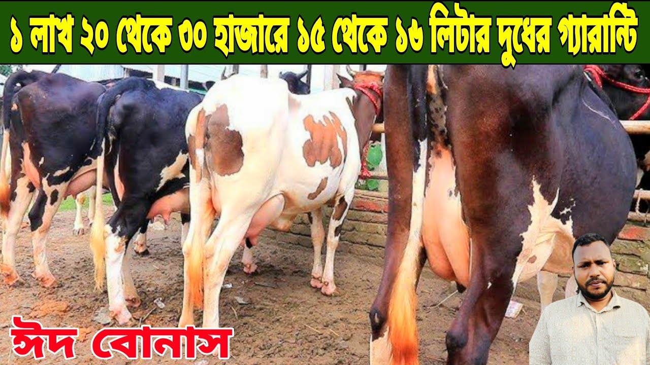 সবচেয়ে কম দামে! ১ লাখ ২০,২৫,৩০ হাজারে ১৫,১৬,১৮ লিটার দুধের গ্যারান্টিসহ গরু কিনুন একদম সস্তায়। 