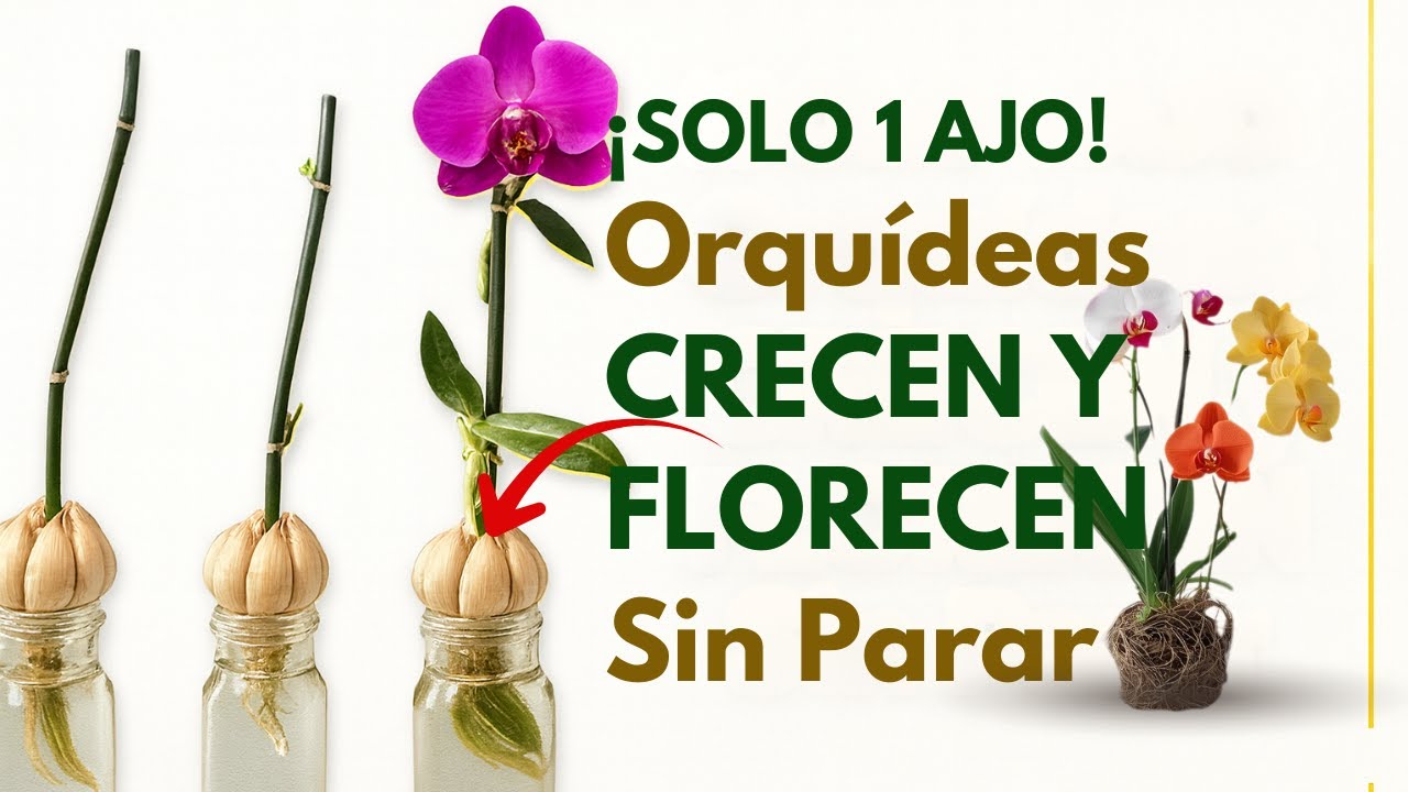 &iexcl;Solo 1 ajo! Las ORQUIDEAS Crecer&aacute; INMEDIATAMENTE