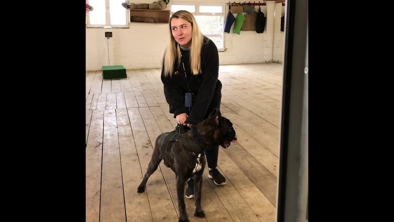 Reggi  7 Months Old Boxer Protection Training