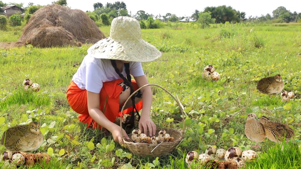 Quail Bird Hunting || Cooking Quail Egg in Village #villagelife
