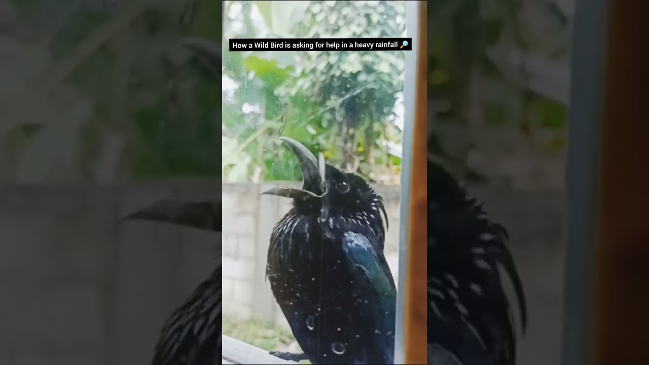 How a Wild Bird is asking for help in a heavy rainfall😪😥 #birds #rain #help #trending #viral #howto