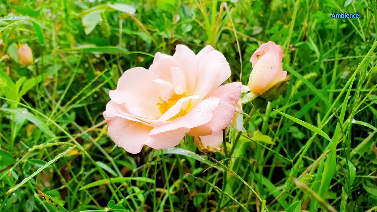 In Harmony with Pure Nature: Contemplation for Consciousness and the Soul FHD 24/7