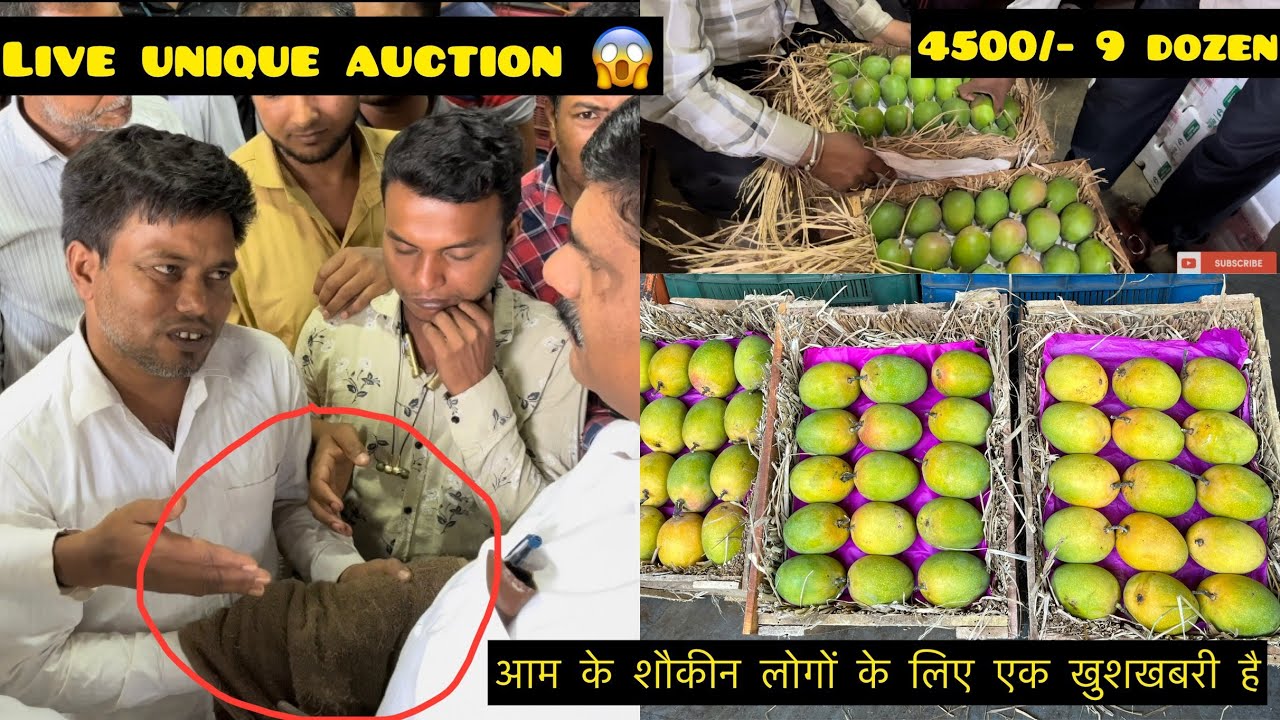 कभी देखा ऐसा हापुस आम Live Auction? Alphonsa Mango latest wholesale Rate| Price Drop 🤩 #pune #mango