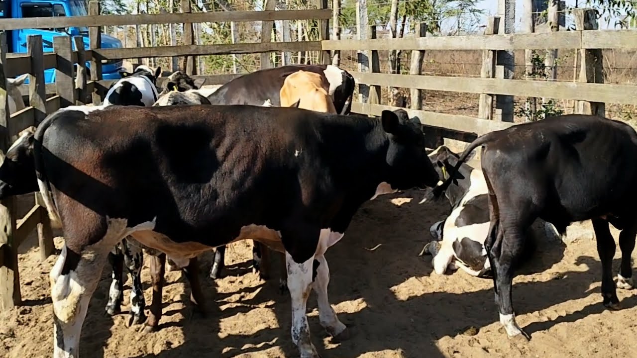 FEIRA DE GADO DE NOSSA SENHORA DA GLÓRIA