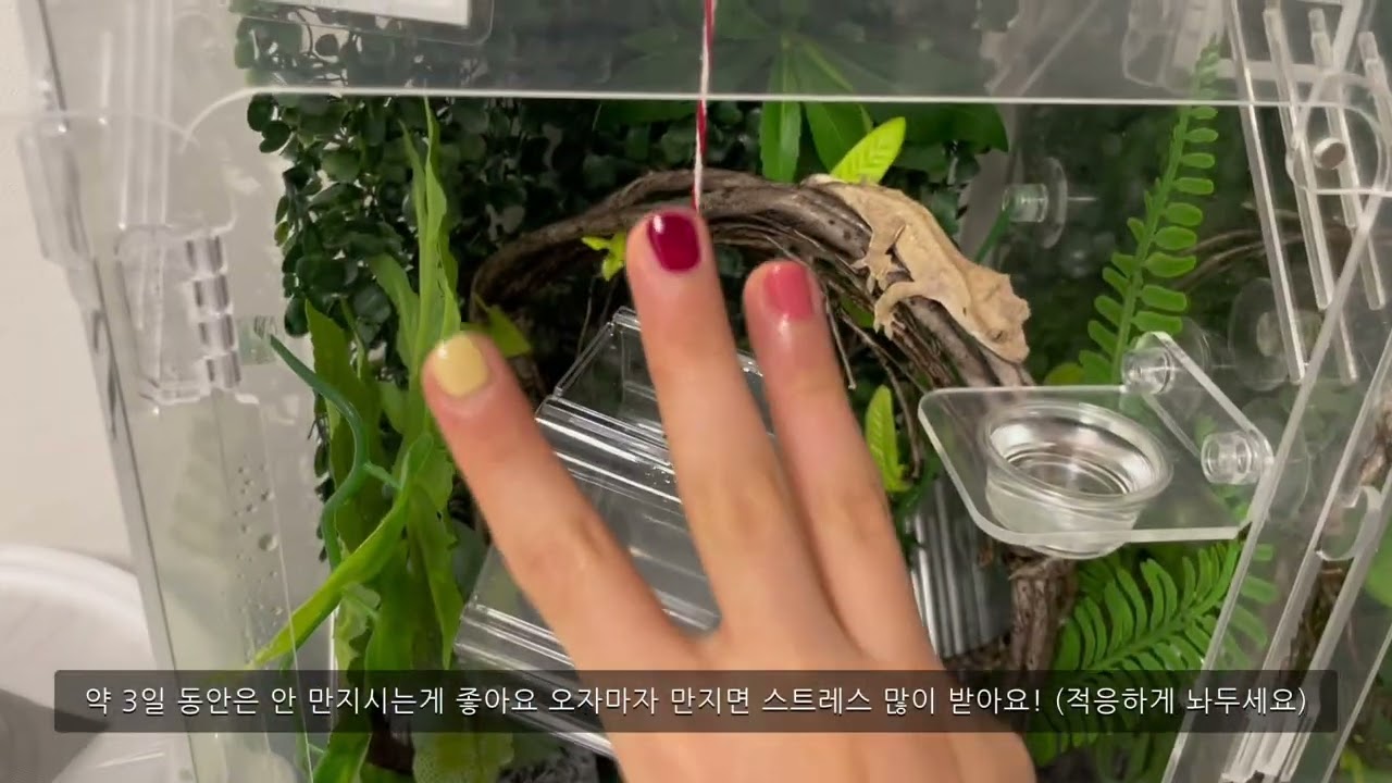 크레 첫 입양! 근데 먼저 뭘 해야할까?