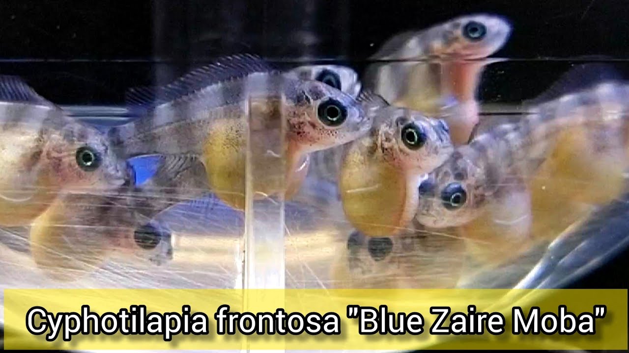 ОТ ИКРИНКИ ДО МАЛЬКА. Cyphotilapia frontosa 