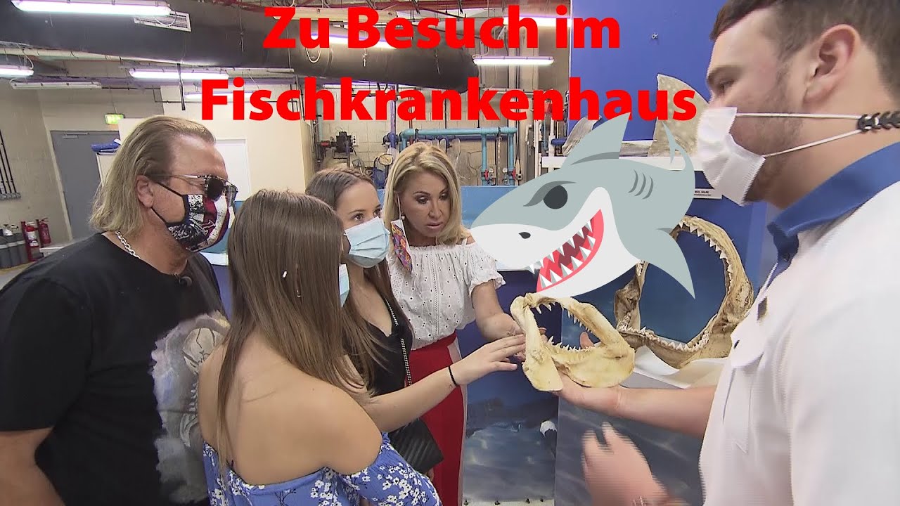 Hai-Alarm😱  Zu Besuch im Fischkrankenhaus Dubai🦈  I Die Geissens