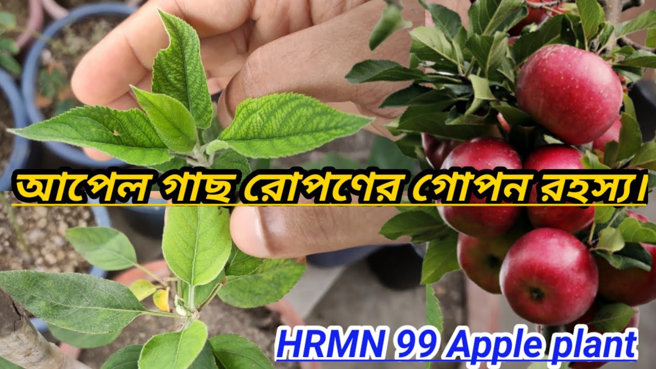 আপেল গাছ রোপণের গোপন রহস্য।।The secret to planting an apple tree।। Harman 99 Apple plant।। HRMN 99।।