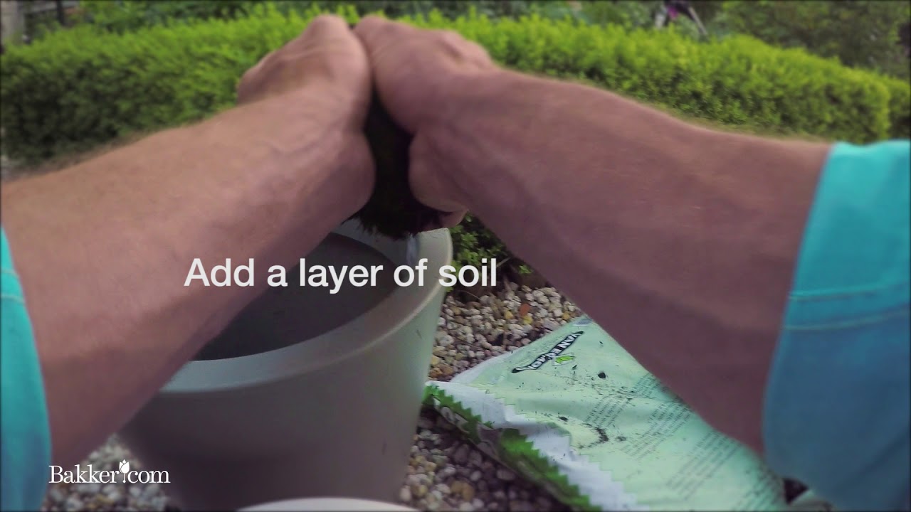 Gardening- How to plant in layers!