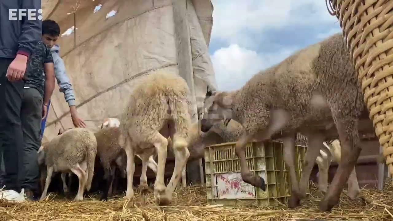 Las ovejas españolas se abren camino en la fiesta del cordero marroquí