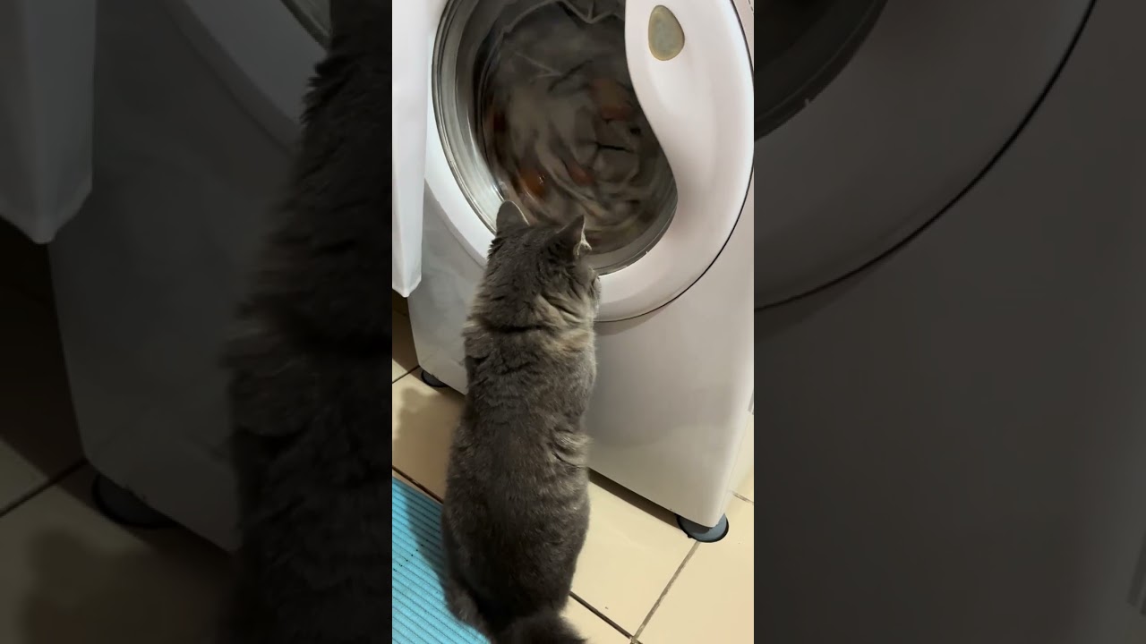 Знакомьтесь, это Вася , наш старший котосын)