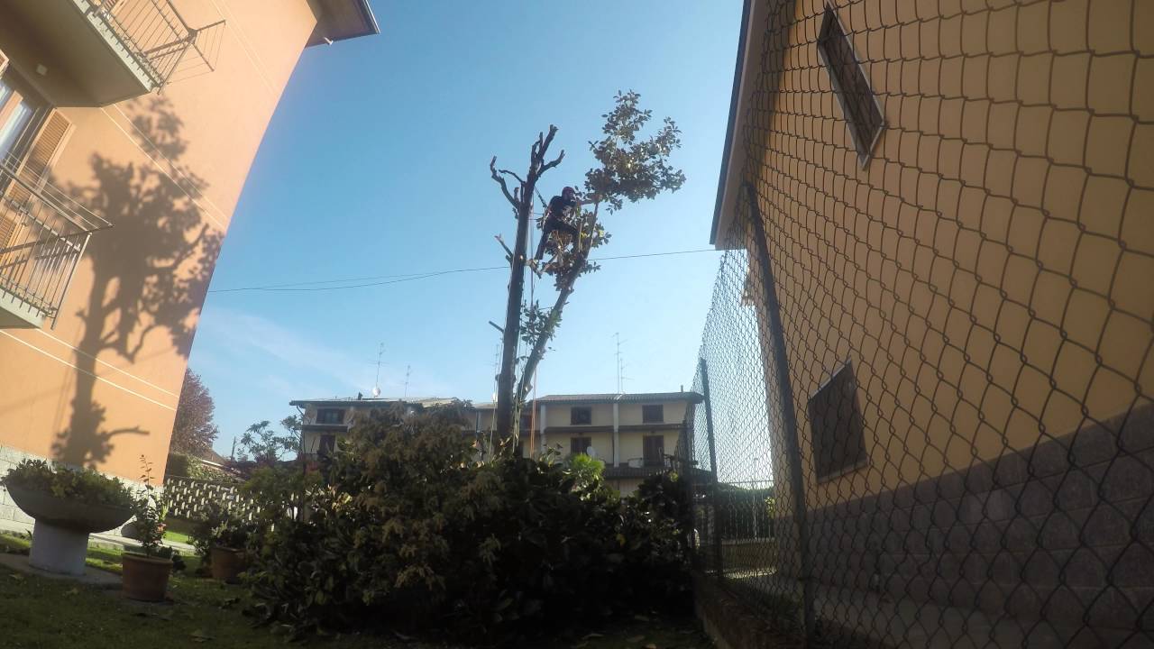 abbattimento magnolia in time lapse