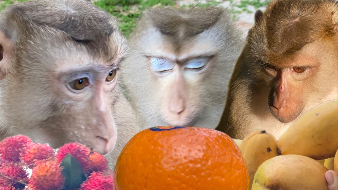 The middle monkey eyes has problems and the others too