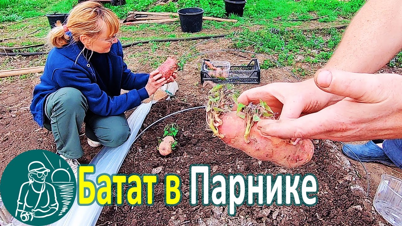 🍠 Выращивание батата в парнике для посадки черенками в открытый грунт 🌱 Опыт Гордеевых