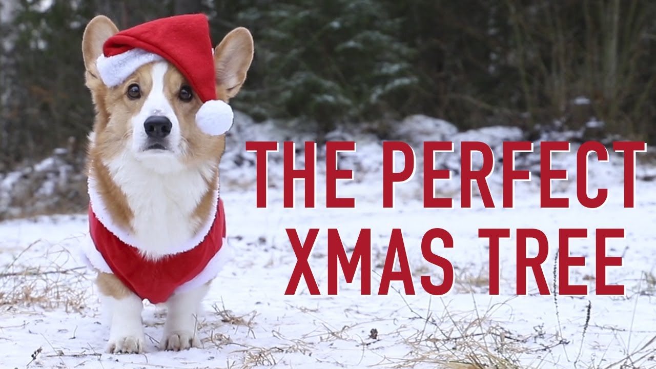 GETTING A TREE! - Topi the Corgi