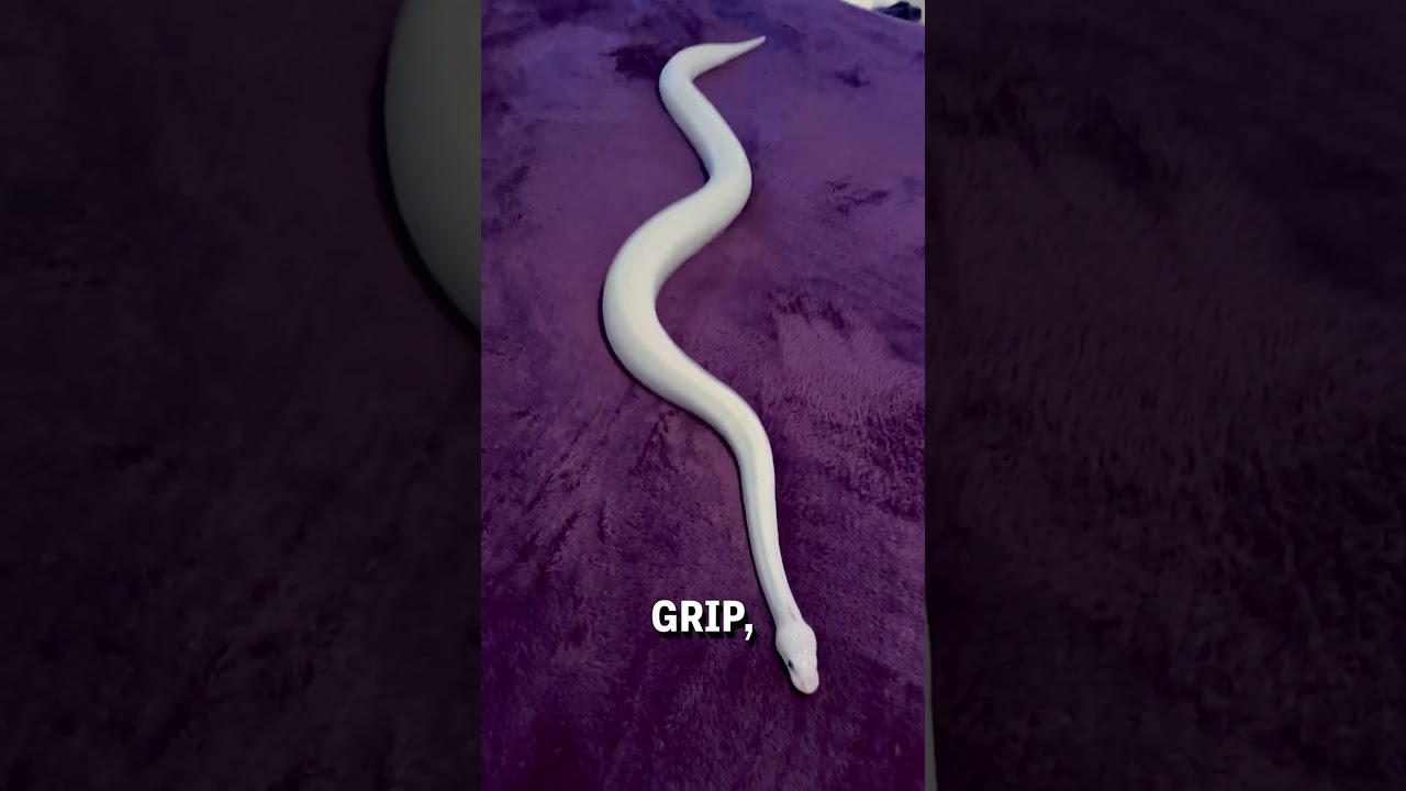 Did you know snakes can't move without friction 🐍    🎥:  Tim Mitchell exotics via ViralHog