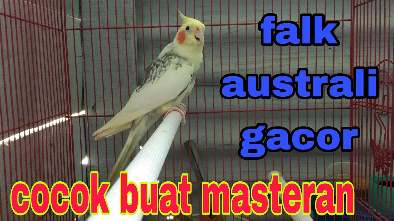 falk australia gacor cocok buat masteran falk malas bunyi
