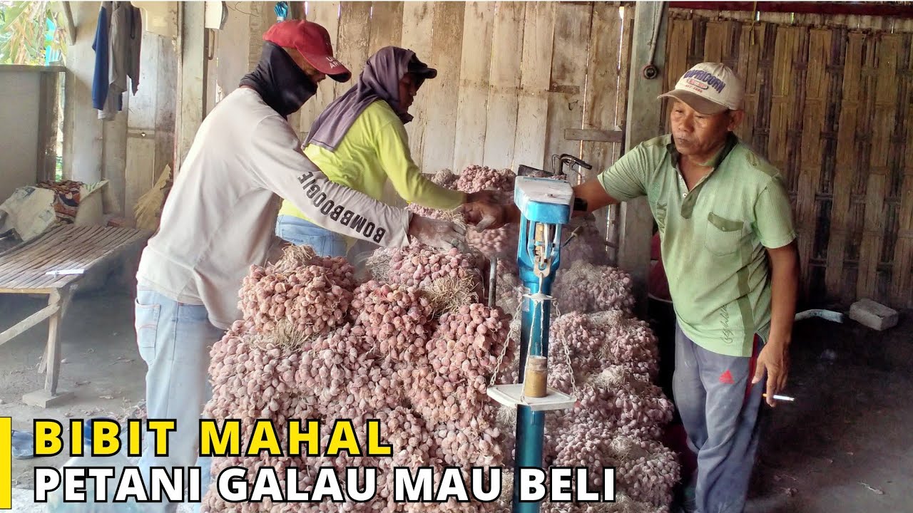 Harga Bibit Bawang Merah Sudah Gak Masuk Akal Bosss Padahal Bawang Merah Sayur Harga Stabil Lho