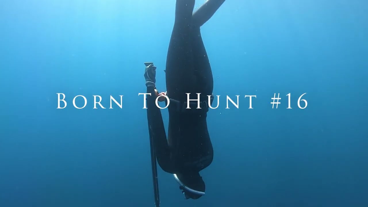 Goldblotch groupers, #Mr_Carbon, BornToHunt, #16