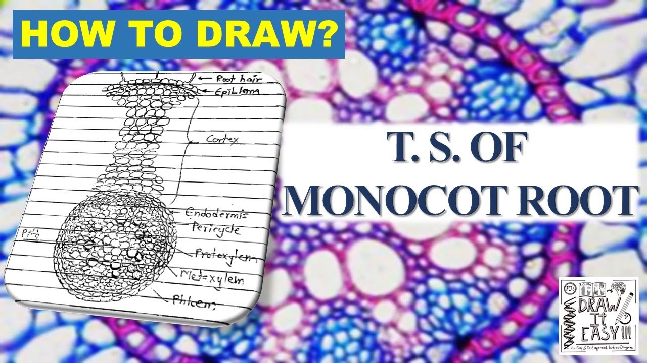 How to Draw T. S. of Monocot Root | Class 11 | Biology Diagrams Exam Guide | Plant Anatomy