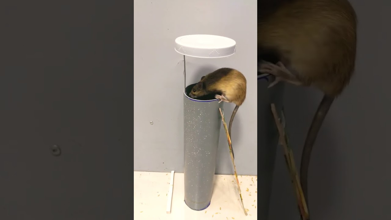 Best mousetrap at home - creative mouse trap from pvc pipe #shorts #mousetrap #rattrap #mouse #rat