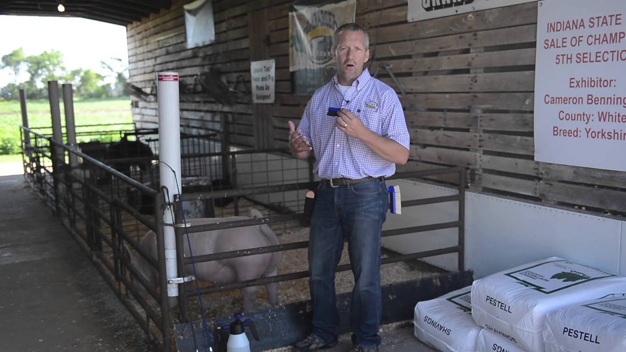 Training Show Pigs