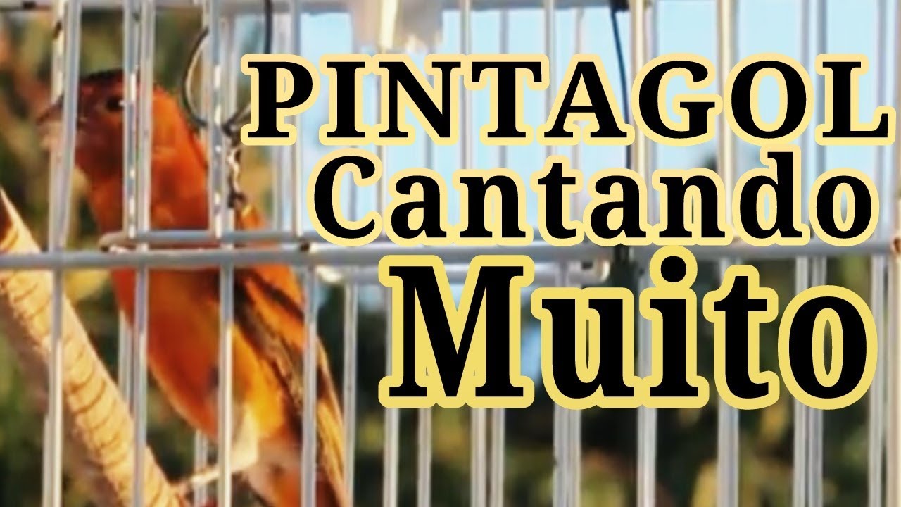 Especial para ensinar e encartar filhotes - Pintagol cantando muito! Pintagol Tarin!