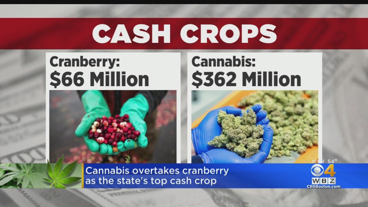 Cannabis overtakes cranberries as top crop in Massachusetts