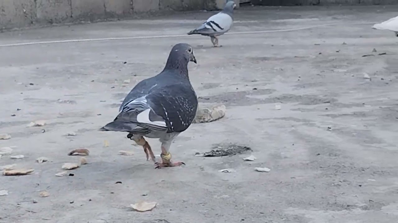 تصوير خاص لطيوري التور والزواجل🕊️☺️✌️