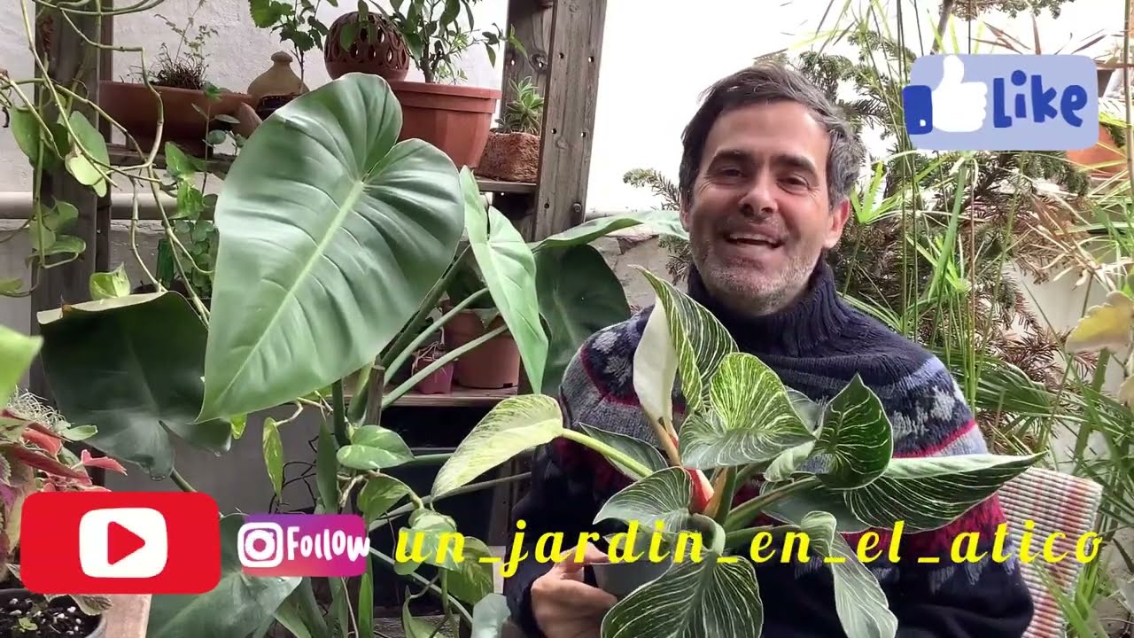 Philodendros cuidados  y una pequeña sorpresa, un jardín en el ático CAP 44