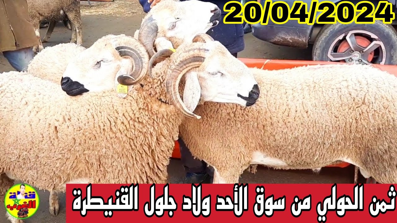 ثمن الحولي من سوق الأحد ولاد جلول القنيطرة على قناة الغرب