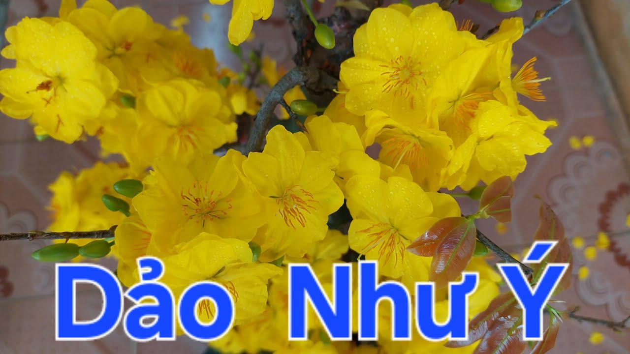 Dảo như ý và siêu bông bình lợi đẹp như mong đợi
