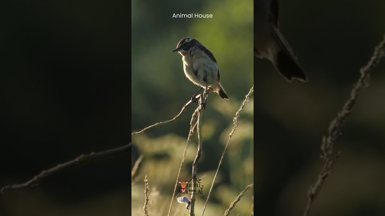 Bird Sound | Natural Bird Sound | Bird Video