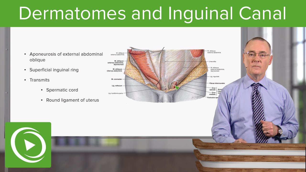 Dermatomes and Inguinal Canal &ndash; Anatomy | Lecturio