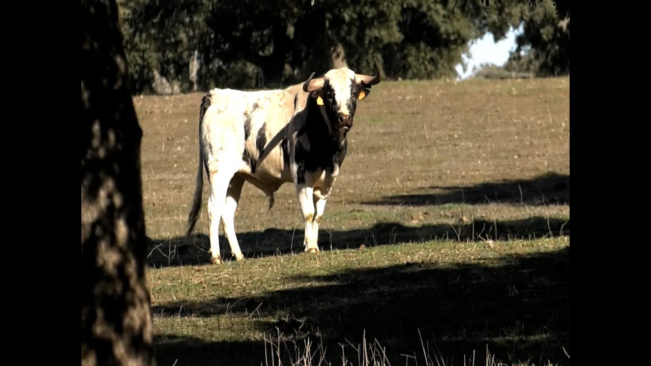 Ganader&iacute;a Barcial