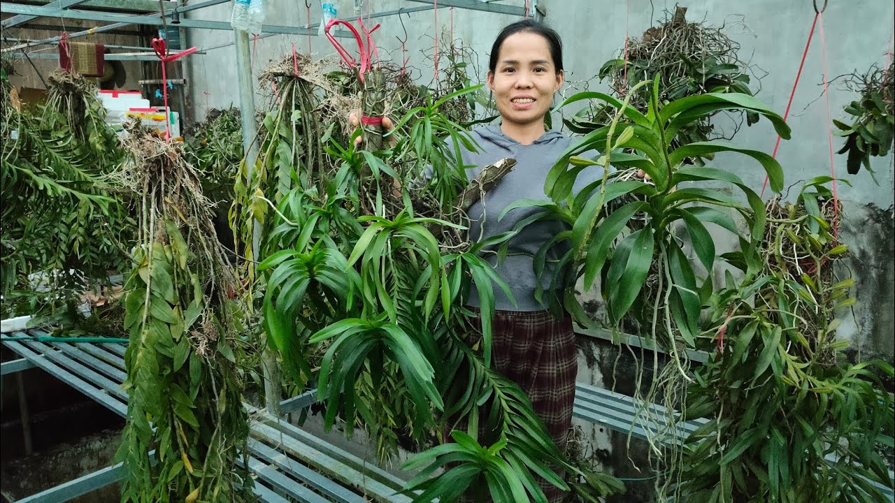 26/12 E B&Aacute;N Đ&Ugrave;I G&Agrave;, QUẾ T8, CẨM B&Aacute;O, VANDA , HẠC VỸ. GI&Aacute; RẺ. LH- ZALO: 0965224337 || PHONG LAN RỪNG 