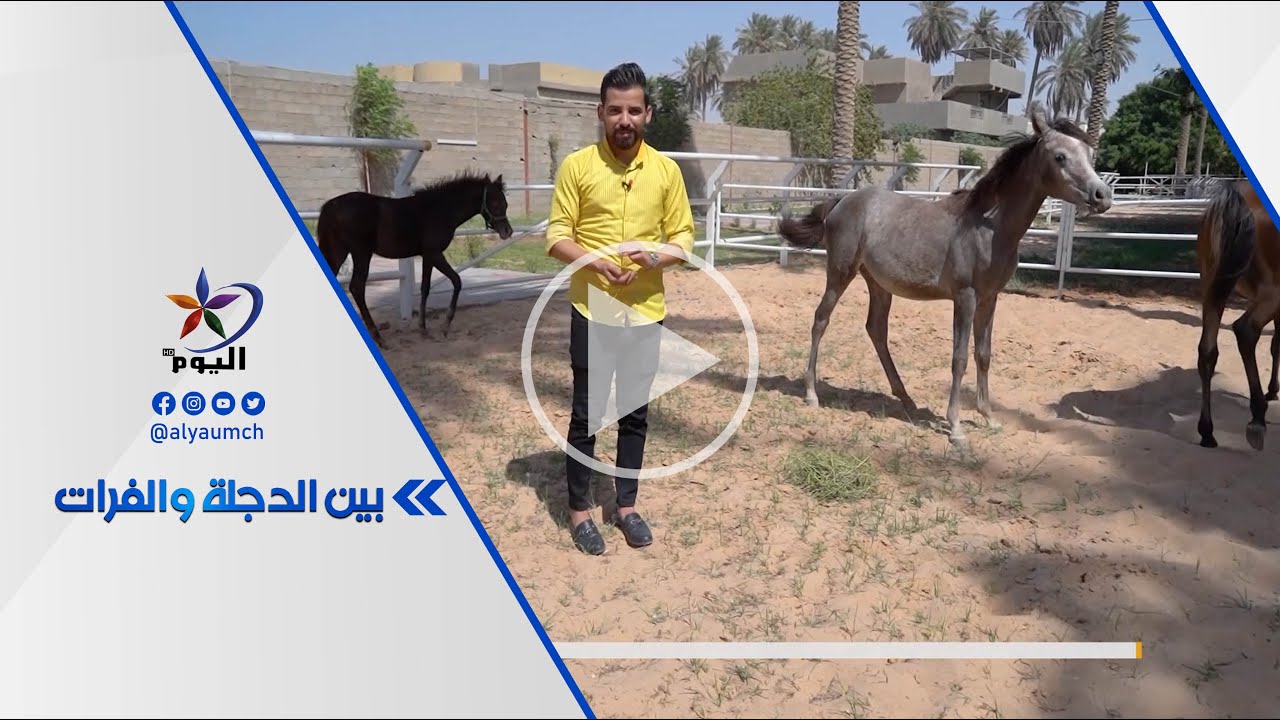 مربط السعدي من أهم مشاريع تربية الخيول العربية الأصيلة في العراق