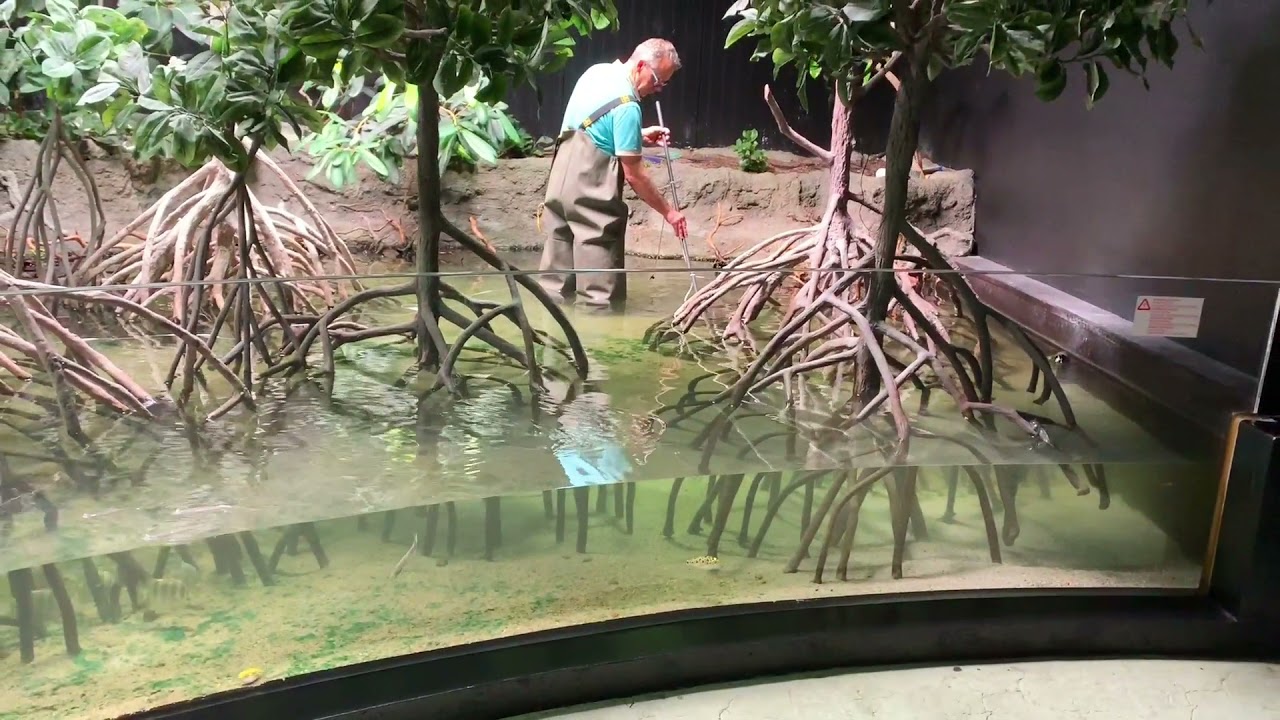 Super cool brackishwater aquariums