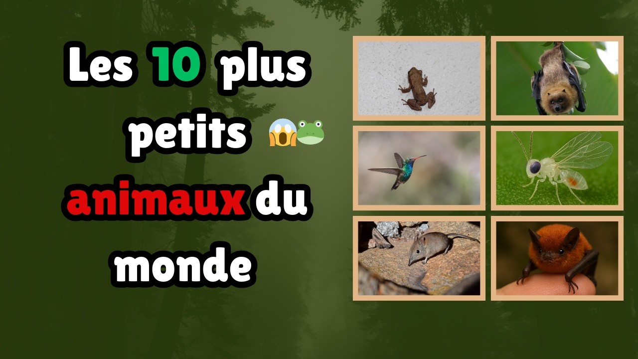 Les Plus Petits Animaux du Monde 🐜✨ – Incroyablement Minuscules !