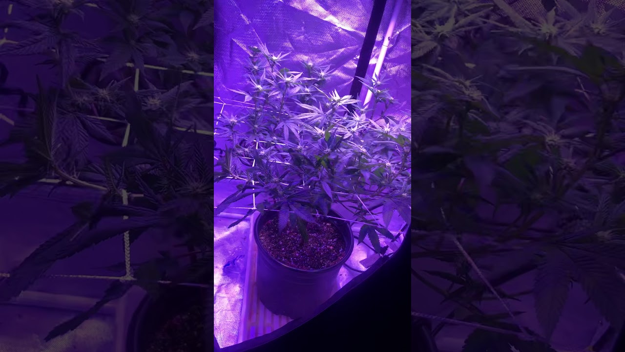Three weeks later stealth grow
