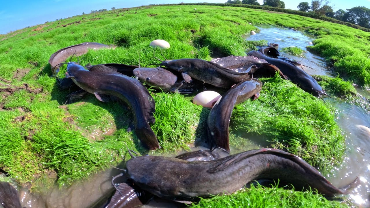 A amazing Fishing, catch a lot of fish and pick duck eggs in rice field