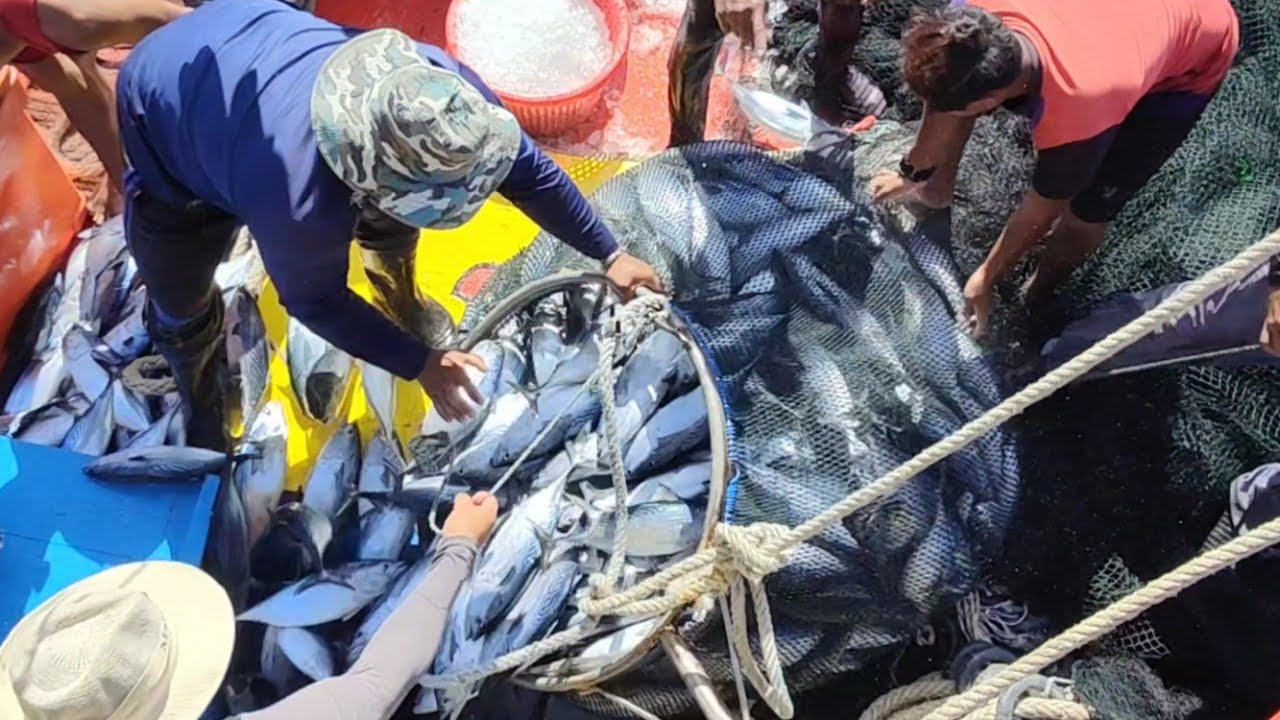 Rezeki sekali lengkong ikan aya kurik