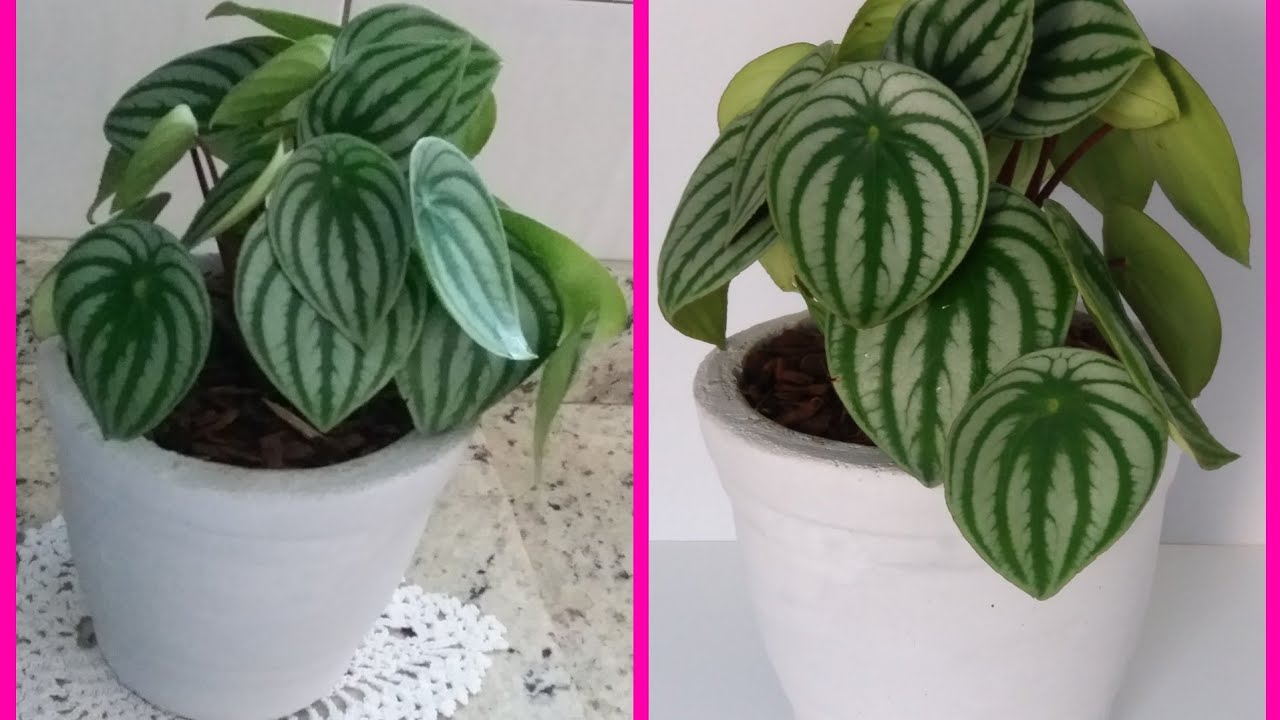 COMO PLANTAR PEPERÔMIA MELANCIA /COMO CUIDAR FA PEPERÔMIA MELANCIA