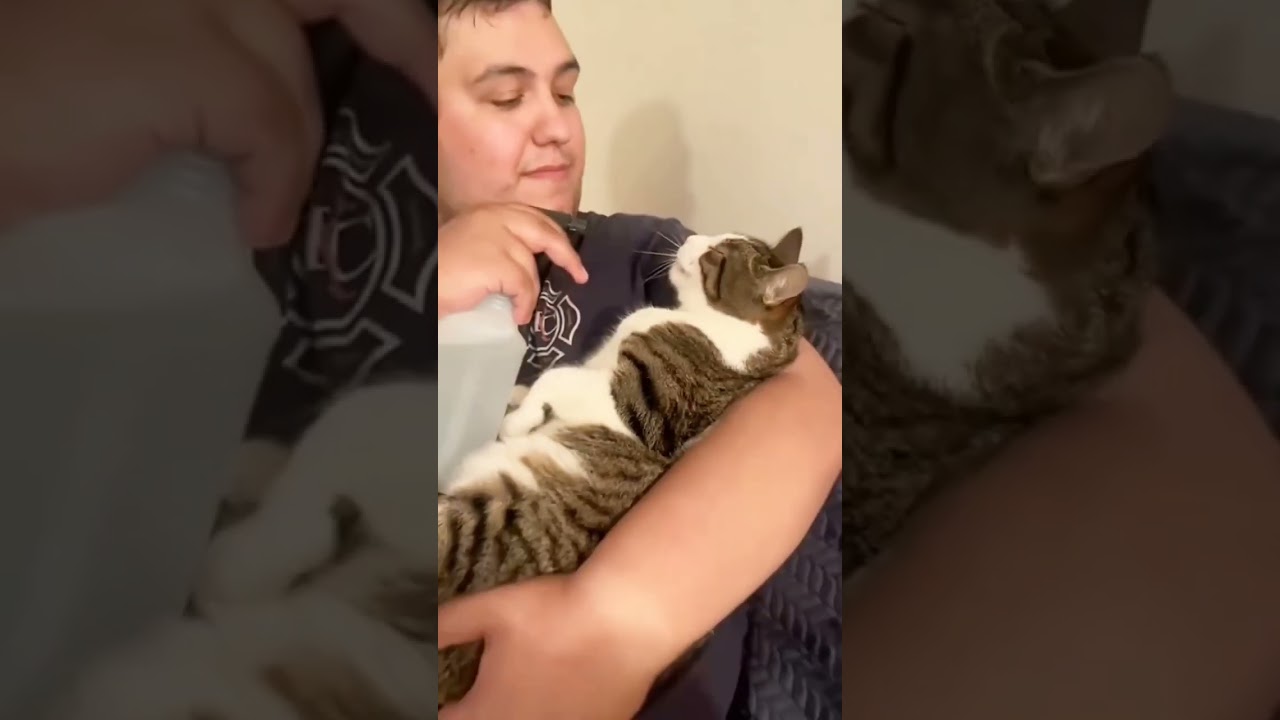 How do cats drink water?