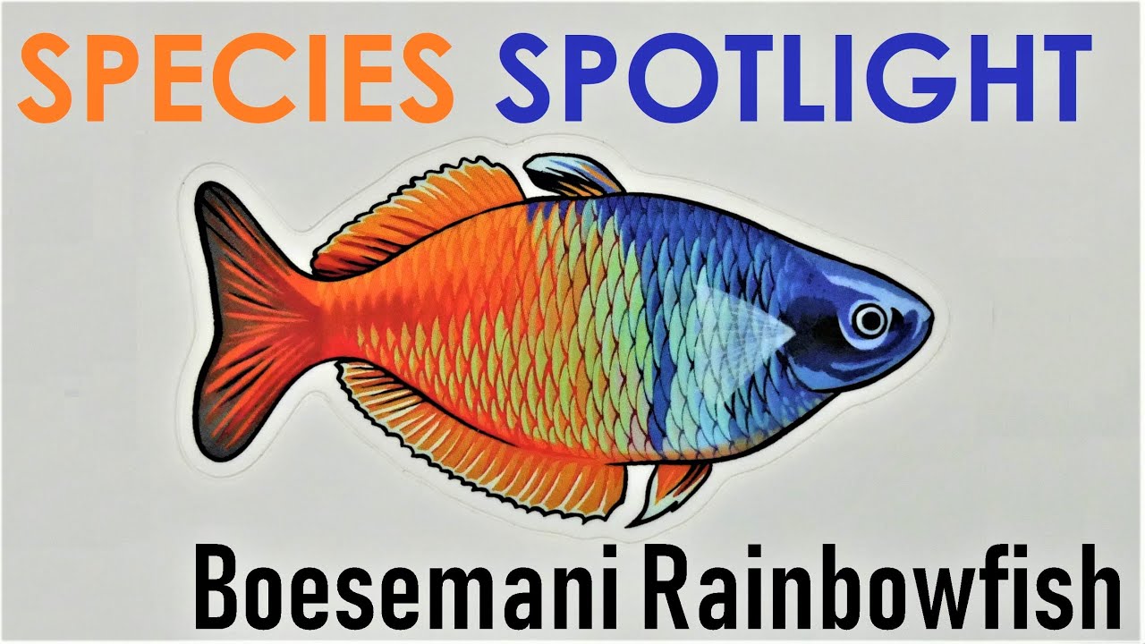 Melanotaenia Boesemani | Различные виды, история, среда обитания и данные о коллекциях