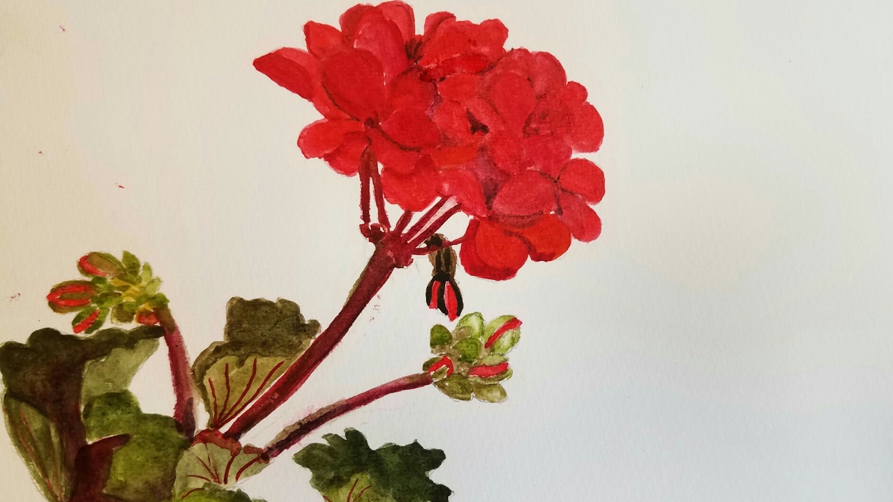 Painting Geraniums in Watercolor