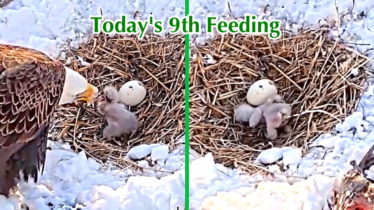 #30🦅🐥2°🥚／Duke Farms Eagle Nest 2026／Duke Mom💗Duke Dad／by Duke  Farms