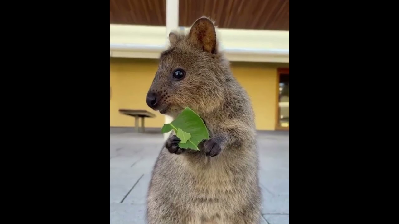 Quokka munching a leaf