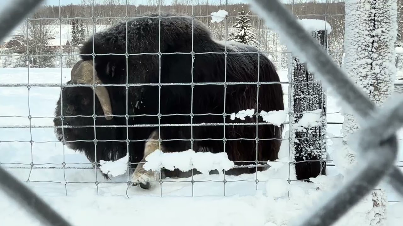 We visited the Alaska Bison on Saturday.